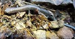 Plethodon electromorphus