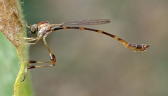 Leptopteromyia americana