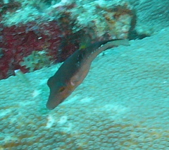 Canthigaster rostrata