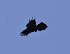 Corvus corax kamtschaticus