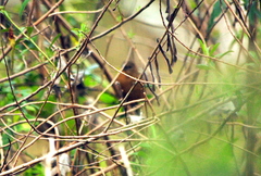 Cyanoloxia glaucocaerulea