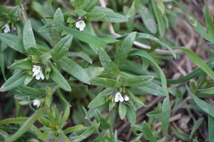 Buglossoides