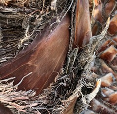 Schistocerca nitens