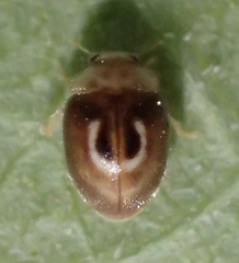 Clitostethus arcuatus