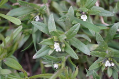 Buglossoides