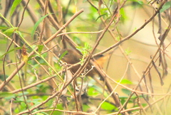 Cyanoloxia glaucocaerulea