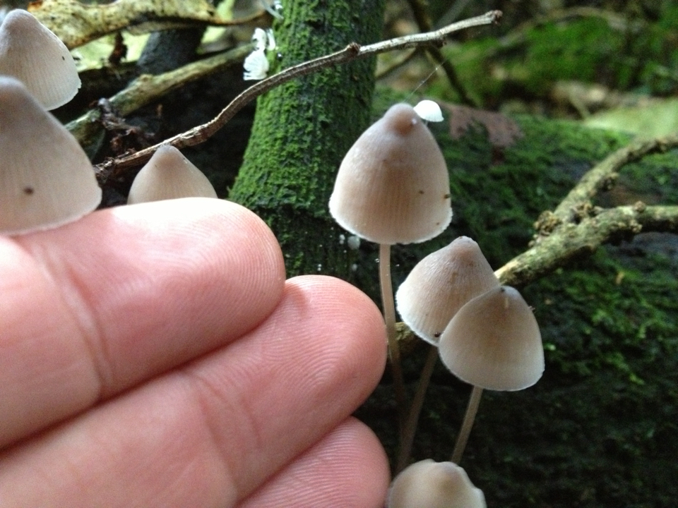 Mycena austrofilopes image