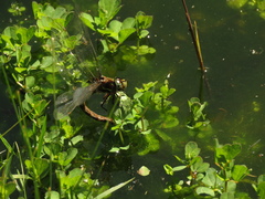 Rhionaeschna marchali