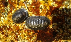 Chiton granosus