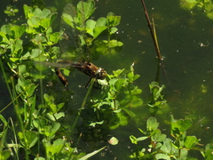 Rhionaeschna marchali