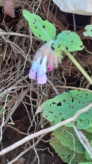 Symphytum brachycalyx