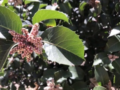 Rhus integrifolia × ovata