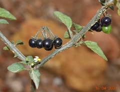Solanum nigrum