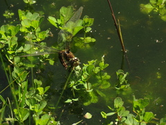 Rhionaeschna marchali