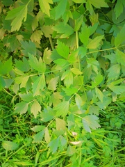 Levisticum officinale