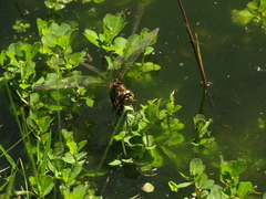 Rhionaeschna marchali