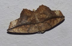 Polyacme dissimilis