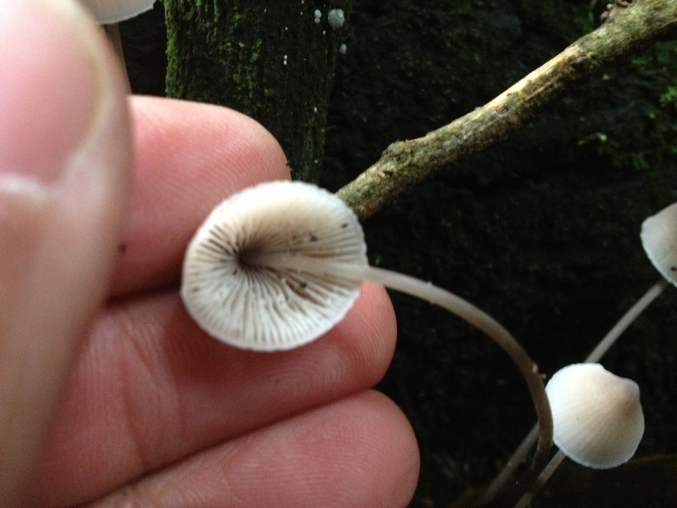 Mycena austrofilopes image