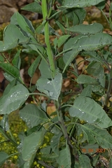 Nicotiana glauca