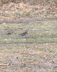 Turdus pilaris