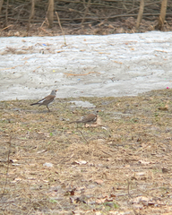 Turdus pilaris