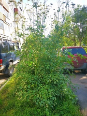Levisticum officinale