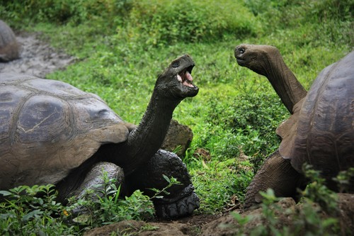 Galápagos Giant Tortoise, photo 4 of 10