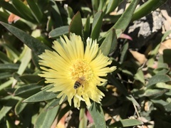 Apis mellifera