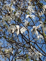 Magnolia loebneri