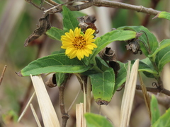 Wedelia calycina