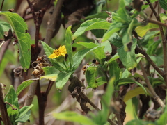 Wedelia calycina