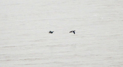 Amazonetta brasiliensis