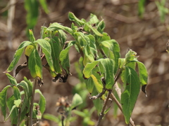 Wedelia calycina