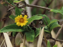Wedelia calycina
