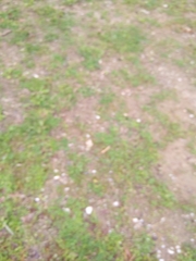 Trifolium dubium