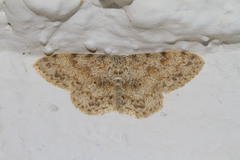 Scopula luridata