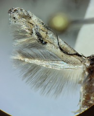 Lepidoptera