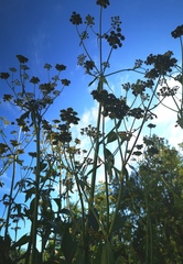 Levisticum officinale