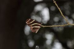 Heliconius charithonia