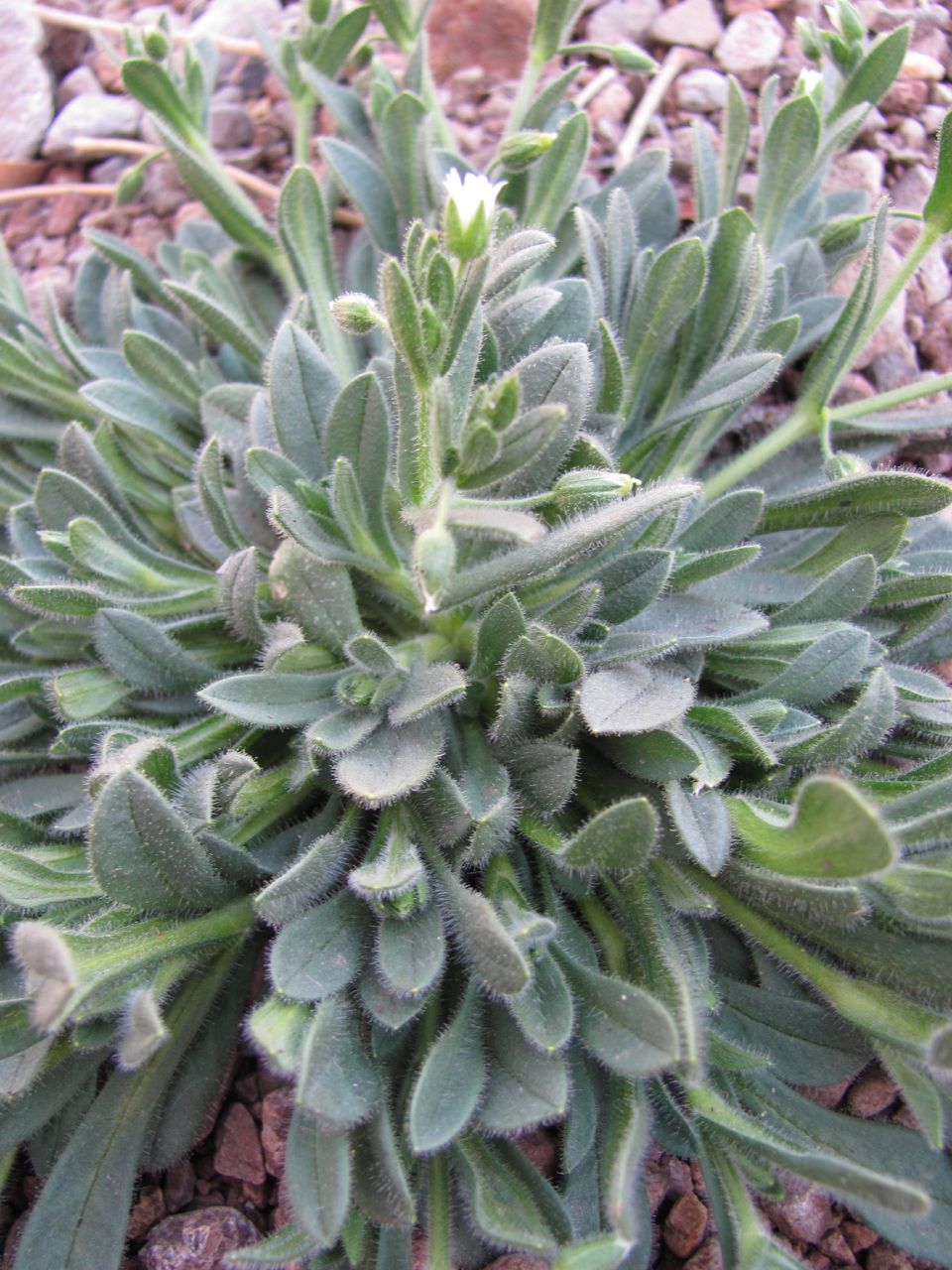 Cerastium axillare