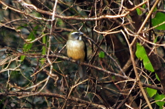 Saltator similis