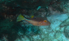 Canthigaster rostrata