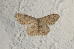 Scopula luridata