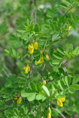 Hippocrepis emerus emerus