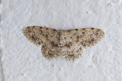 Scopula luridata