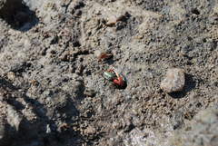 Leptuca uruguayensis