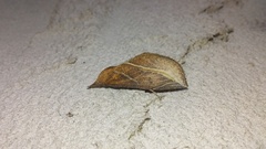 Phyprosopus callitrichoides