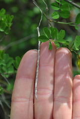 Hippocrepis emerus emerus