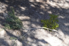 Phoradendron pauciflorum