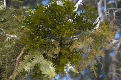 Phoradendron pauciflorum